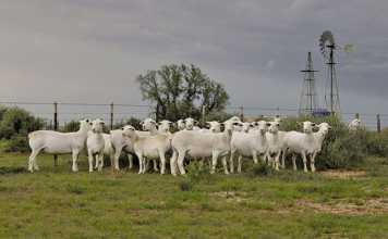 Good news for the lamb and mutton industry consumer trends