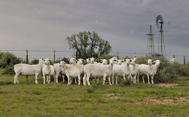 Good news for the lamb and mutton industry – consumer trends