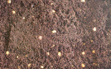 Growing avocados: know your soil