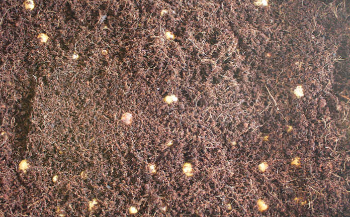 Growing avocados: know your soil