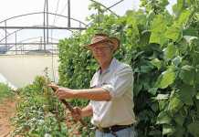 Successful, small-scale organic farming in the city Organic-farmer-Geoffrey-Green