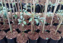 Growing avocados Growing avocados