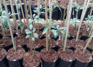 Growing avocados