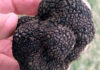 First commercially-grown black truffles for KZN black- Périgord truffle-kzn