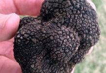 First commercially-grown black truffles for KZN black- Périgord truffle-kzn