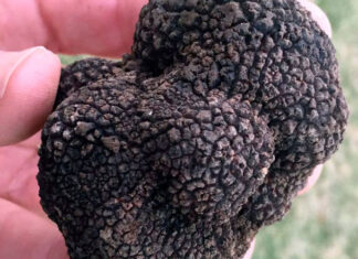 First commercially-grown black truffles for KZN black- Périgord truffle-kzn