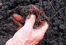Benefits of vermiculture