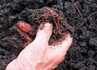 Benefits of vermiculture
