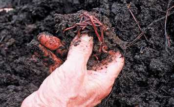Benefits of vermiculture