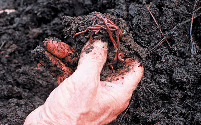 Benefits of vermiculture Benefits of vermiculture