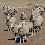 intensive-sheep-system