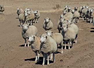 intensive-sheep-system