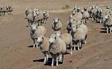 intensive-sheep-system