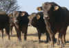 Braunvieh cattle
