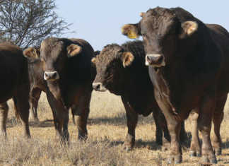 Braunvieh cattle