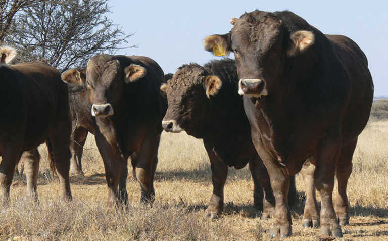 Know your cattle: Braunvieh Know your cattle: Braunvieh