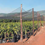 Sweeter dragon fruit varieties for SA growers
