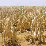 Managing a farming business in financial distress