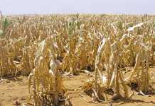 Managing a farming business in financial distress