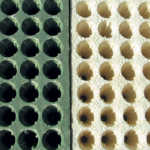 Seedlings and seedling trays