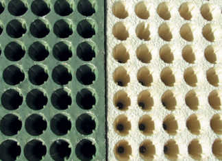 Seedlings and seedling trays
