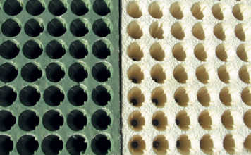 Seedlings and seedling trays
