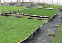 Success with small-scale herb production