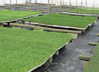 Success with small-scale herb production