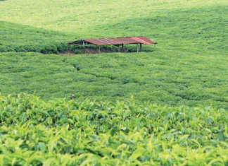 Brazil set to increase agricultural trade with Kenya