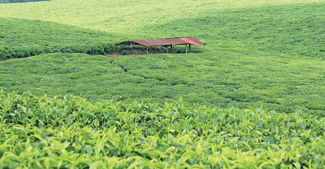 Brazil set to increase agricultural trade with Kenya