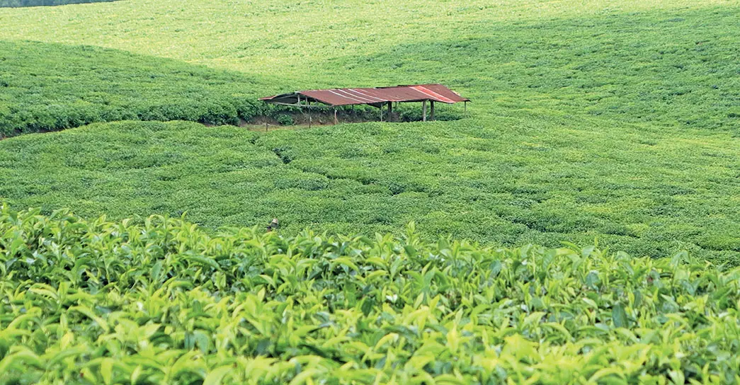 Brazil set to increase agricultural trade with Kenya