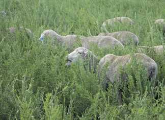 Using tannins to control parasites in smallstock