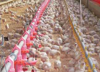 broiler house ventilation