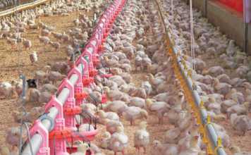 broiler house ventilation