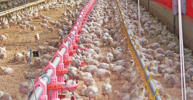Tips for better chicken house heating and ventilation Tips for better chicken house heating and ventilation