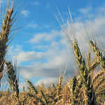 grain season