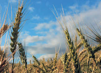 grain season