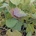 Hardening vegetable seedlings