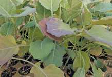 Hardening vegetable seedlings
