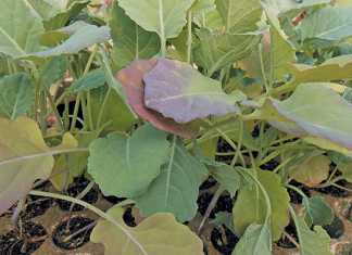 Hardening vegetable seedlings