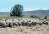 merino-sheep-tink-strydom