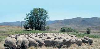merino-sheep-tink-strydom