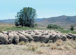 merino-sheep-tink-strydom