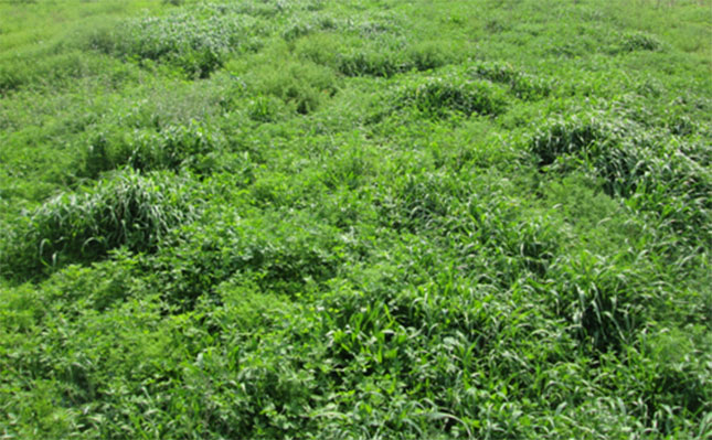 Producing livestock feed without mechanisation Producing livestock feed without mechanisation