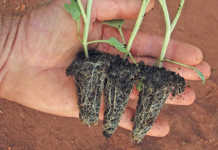 Get to know your seedling grower