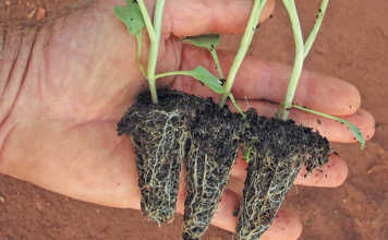 Get to know your seedling grower