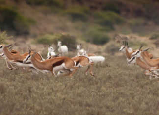 Hunting and the law