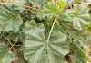 weed-malva-parviflora