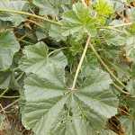 weed-malva-parviflora