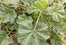 weed-malva-parviflora